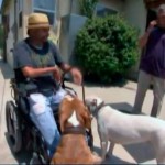 El Encantador de Perros - El dilema del pitbull