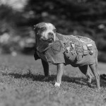 El Pitbull: de héroe a villano  