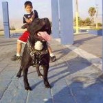Causas de Ataque de un Pitbull
