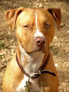 likepets-apbt-02